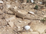 Acanthodactylus beershebensis