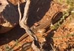 Acanthodactylus bedriagai