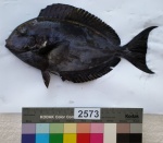 Acanthurus albipectoralis (Вид)