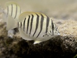Acanthurus polyzona (Вид)
