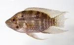 Acaronia vultuosa