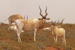 Аддакс