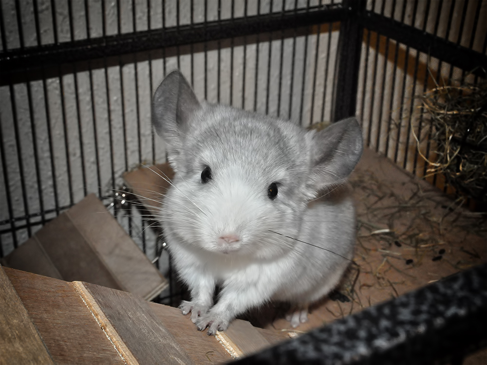 Шиншилловые