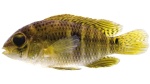 Aequidens gerciliae