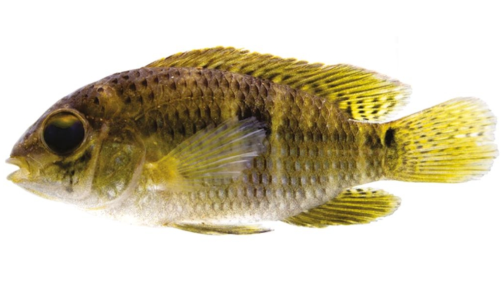Aequidens gerciliae