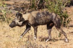 Lycaon pictus pictus