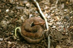 Agkistrodon russeolus