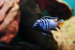 Pseudotropheus elongatus