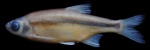 Alburnoides manyasensis