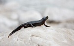 Ichthyosaura