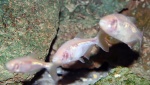Astyanax jordani