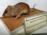 Восточноазиатская мышь