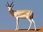 Gazella marica