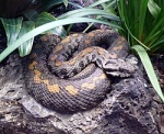 Montivipera albicornuta