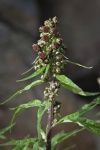 Полынь Тилезиуса