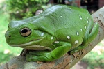 Litoria