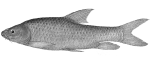 Barbus altianalis