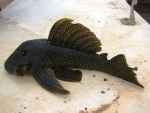 Baryancistrus niveatus
