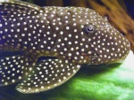 Baryancistrus xanthellus