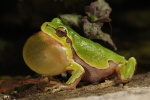 Hyla