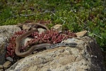 Platyceps