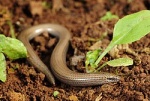Ophiomorus