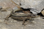 Iberolacerta aranica