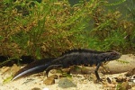 Triturus