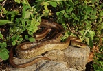 Zamenis
