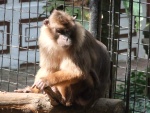Macaca pagensis
