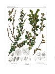Берёза кустарниковая