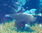 Губан Жемчужный
