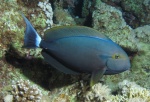 Acanthurus gahhm (Вид)