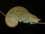 Calumma crypticum