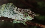 Trioceros oweni