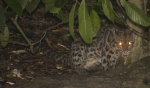 Neofelis diardi borneensis
