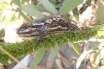 Bradypodion atromontanum