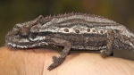 Bradypodion gutturale