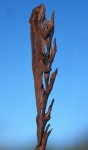 Bradypodion taeniabronchum