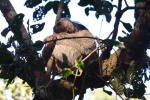 Bradypus crinitus