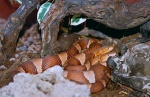 Agkistrodon laticinctus
