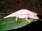 Brookesia nasus