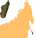 Microcebus boraha