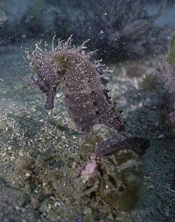 Hippocampus