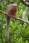 Plecturocebus discolor