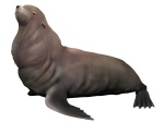 Callorhinus gilmorei