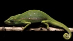 Calumma andringitraense