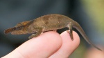 Calumma boettgeri