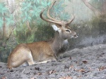 Олень лангтанг