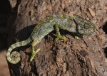 Chamaeleo arabicus